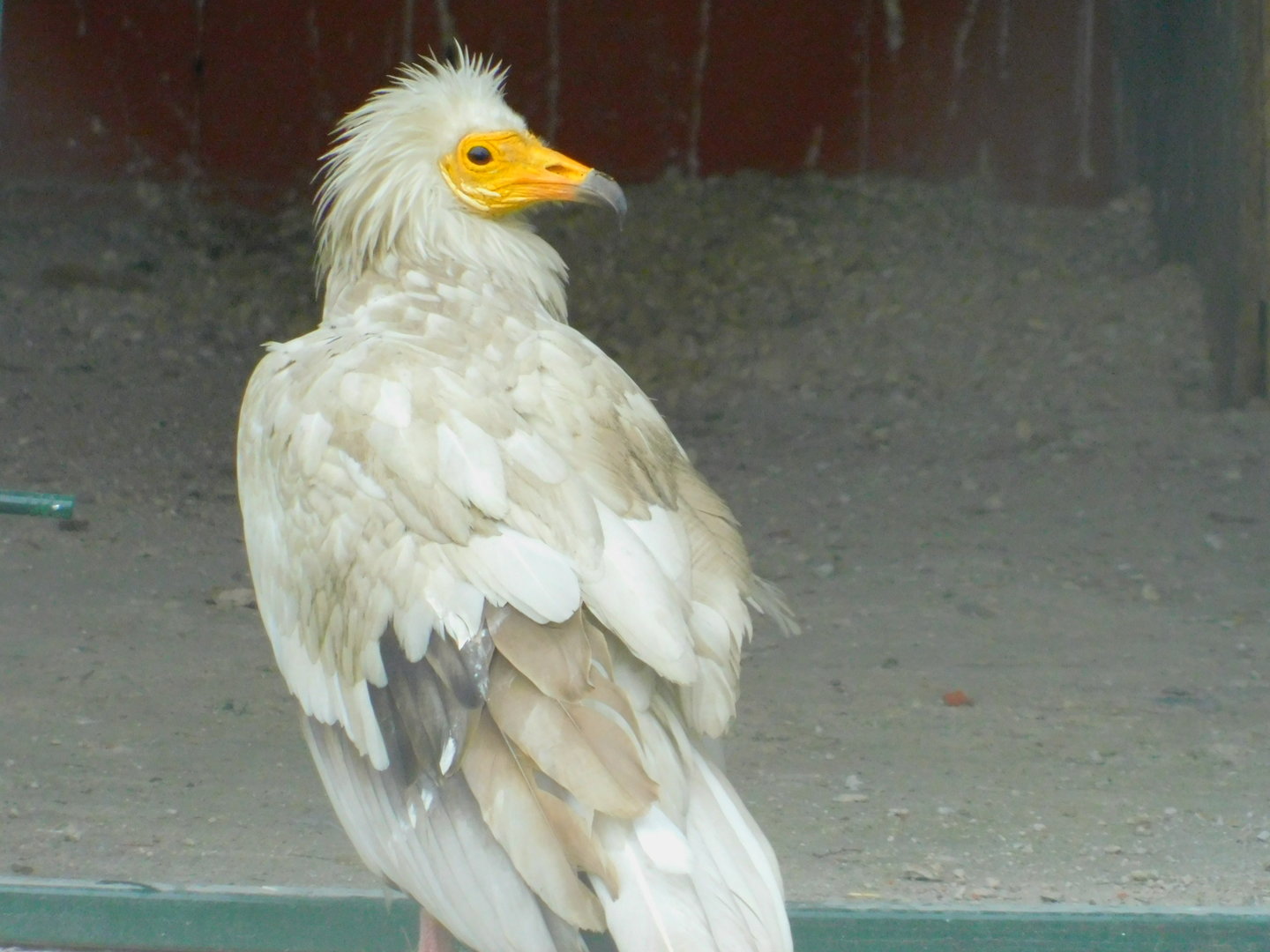 Egyptian Vulture at the Karatay Zoo