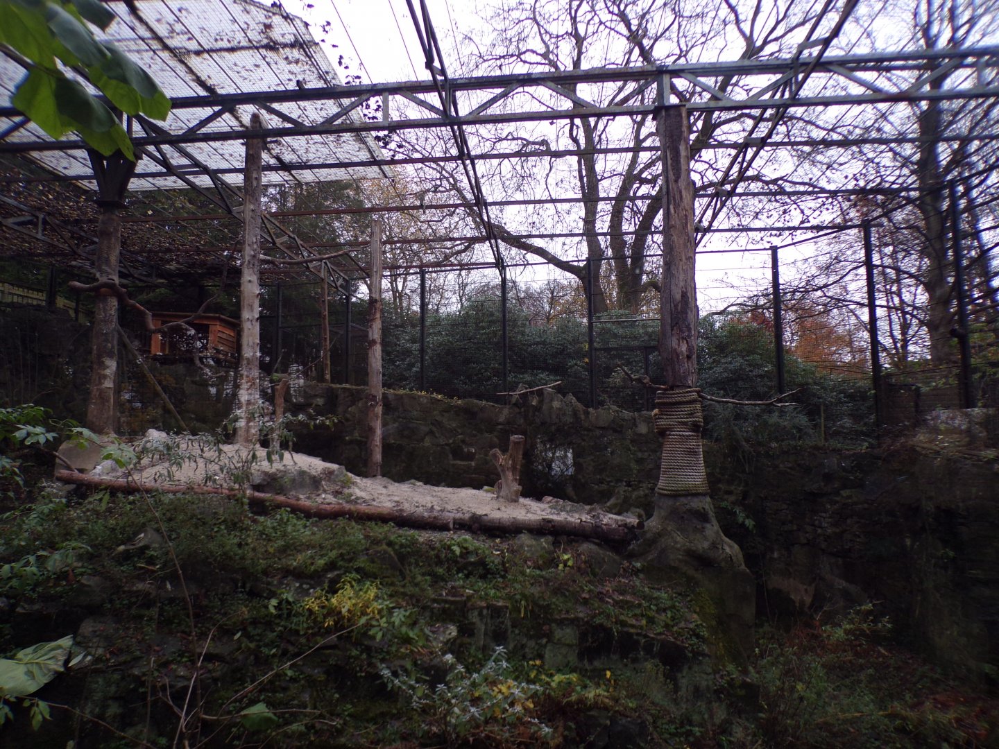 Egyptian vulture aviary 19.11.23