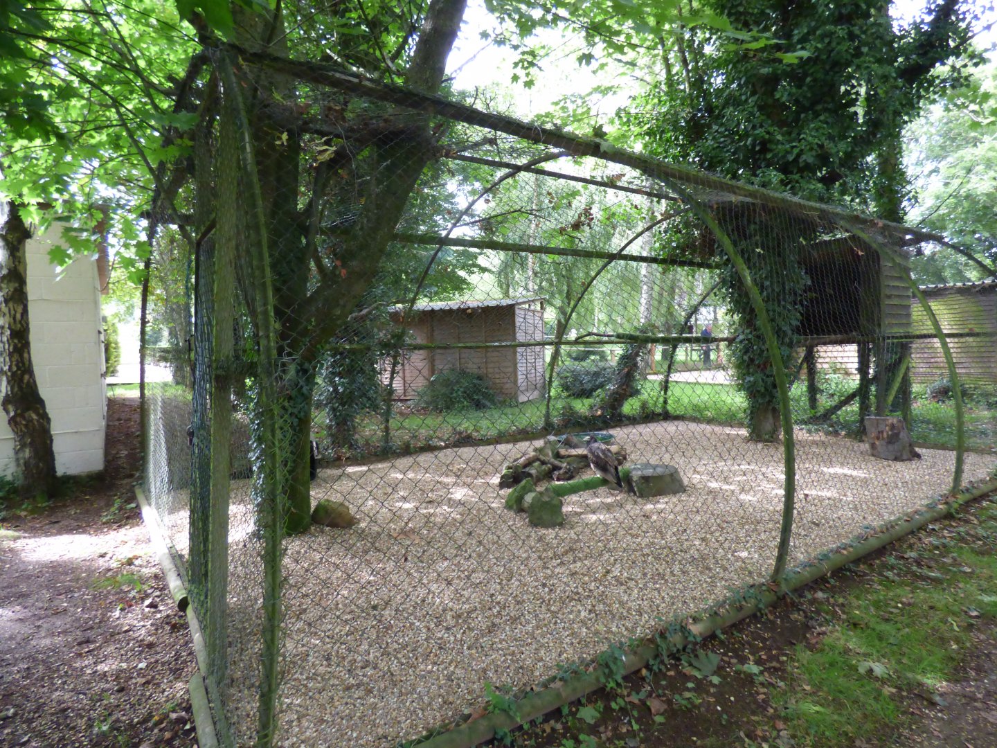 Egyptian Vulture Aviary