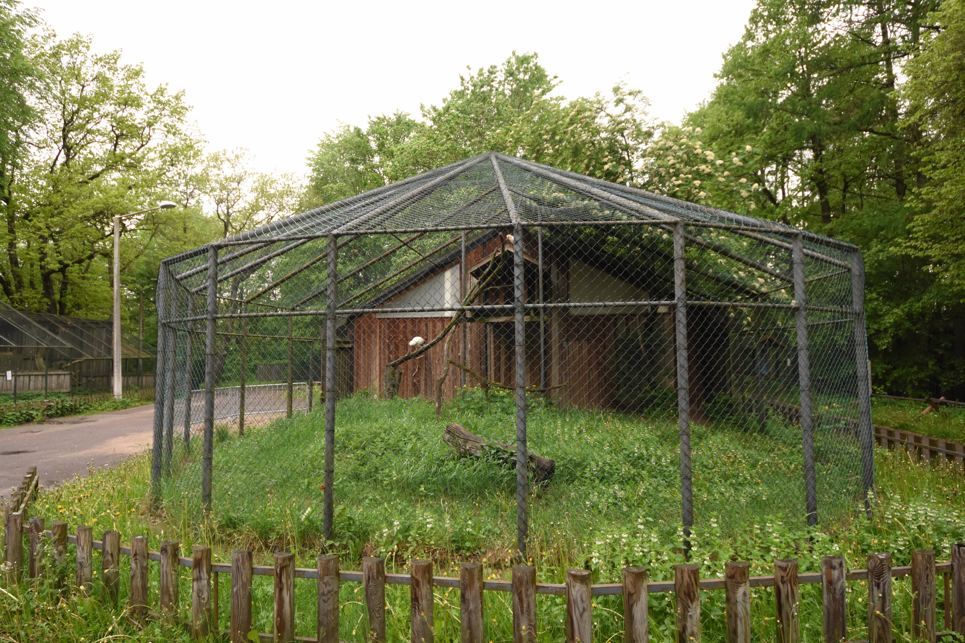 Egyptian vulture aviary