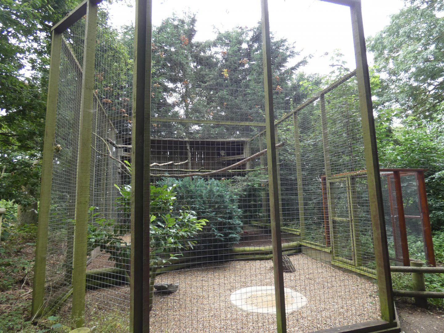 Egyptian vulture aviary