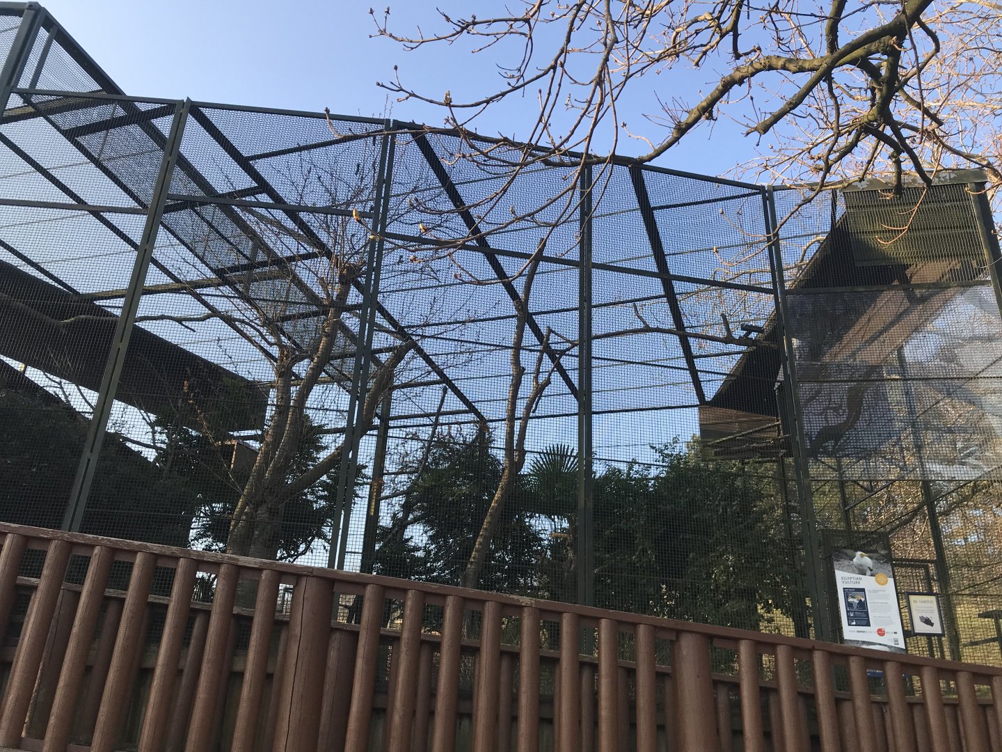 Egyptian vulture aviary