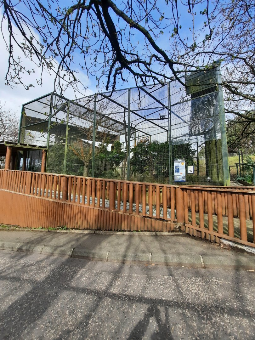 Egyptian vulture aviary