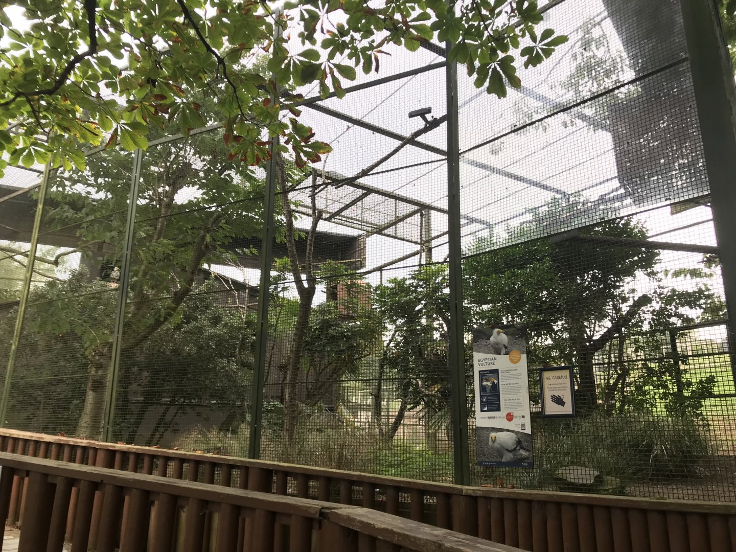 Egyptian vulture aviary