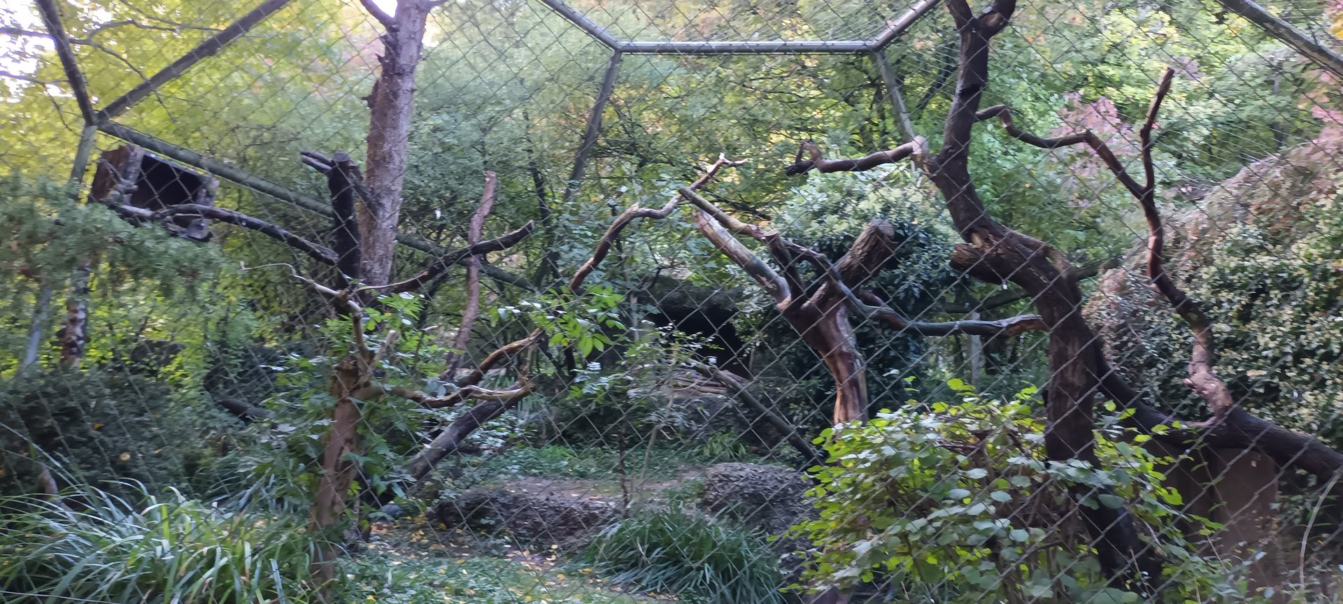 Egyptian Vulture Aviary