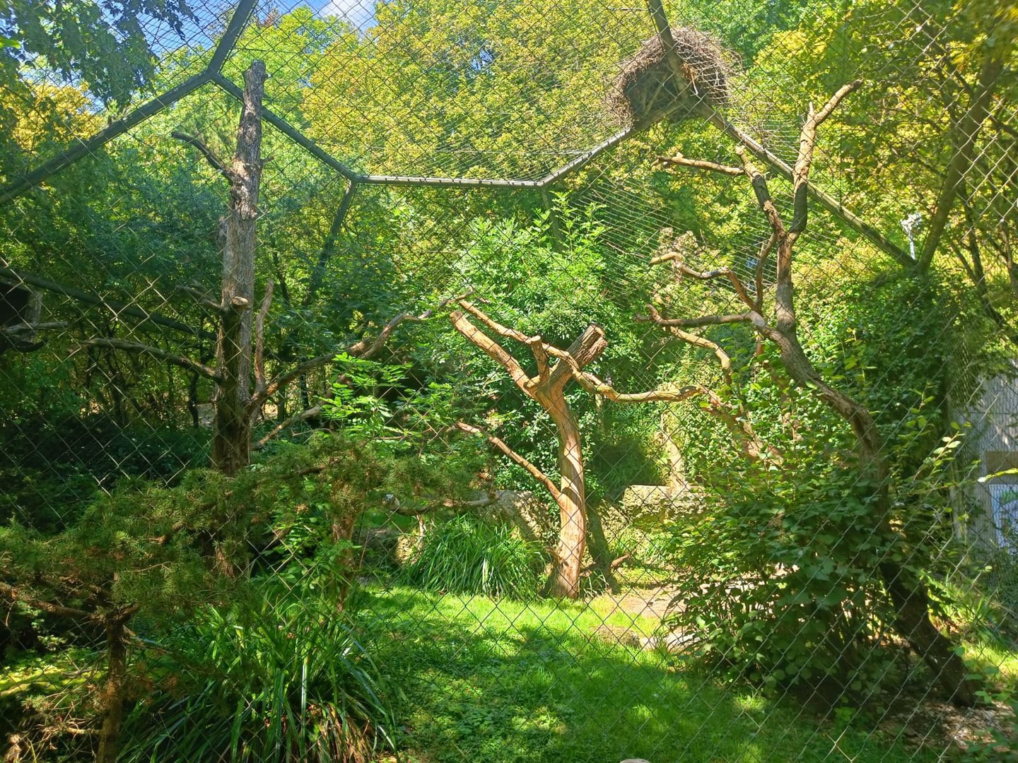 Egyptian Vulture aviary