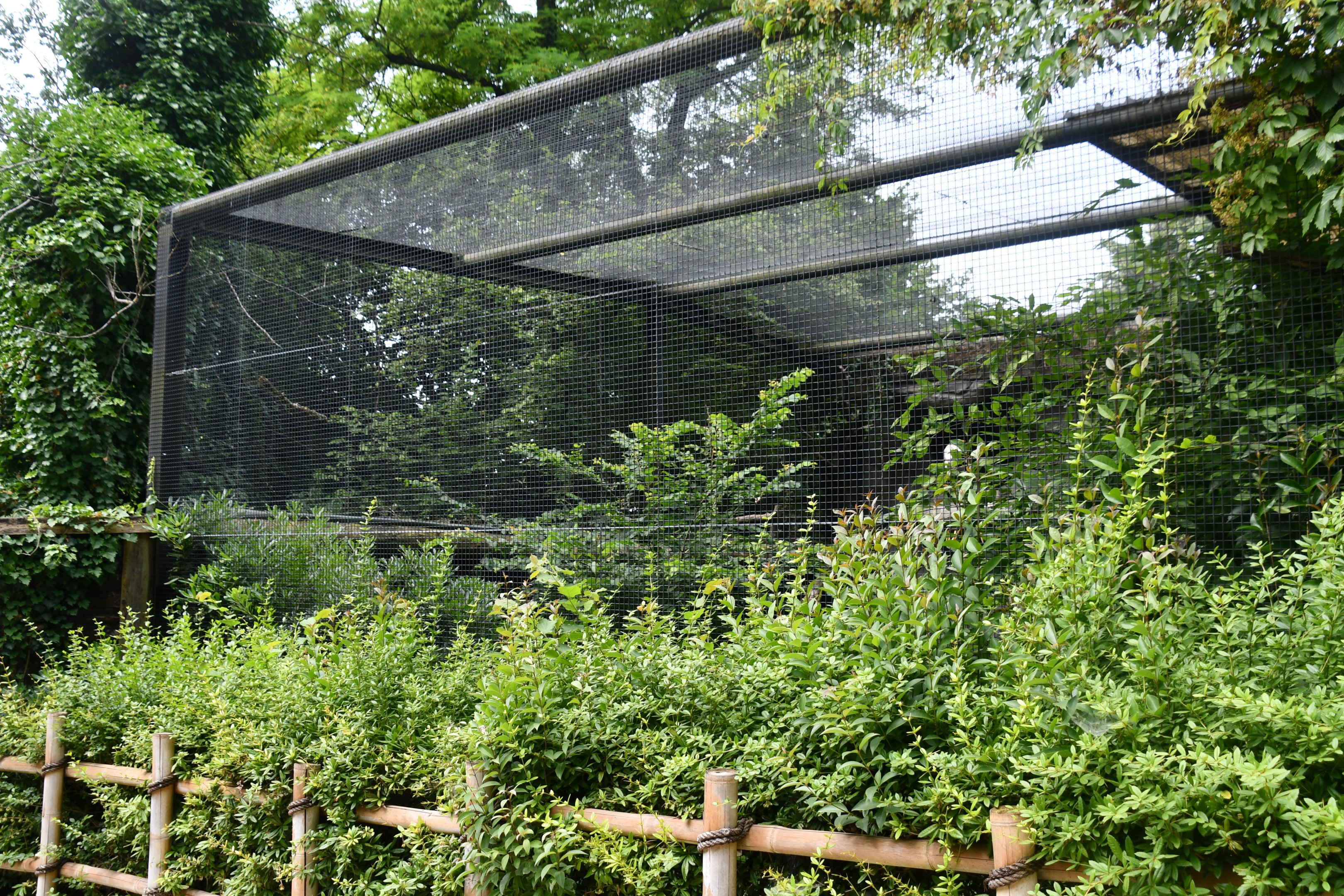 Egyptian Vulture aviary
