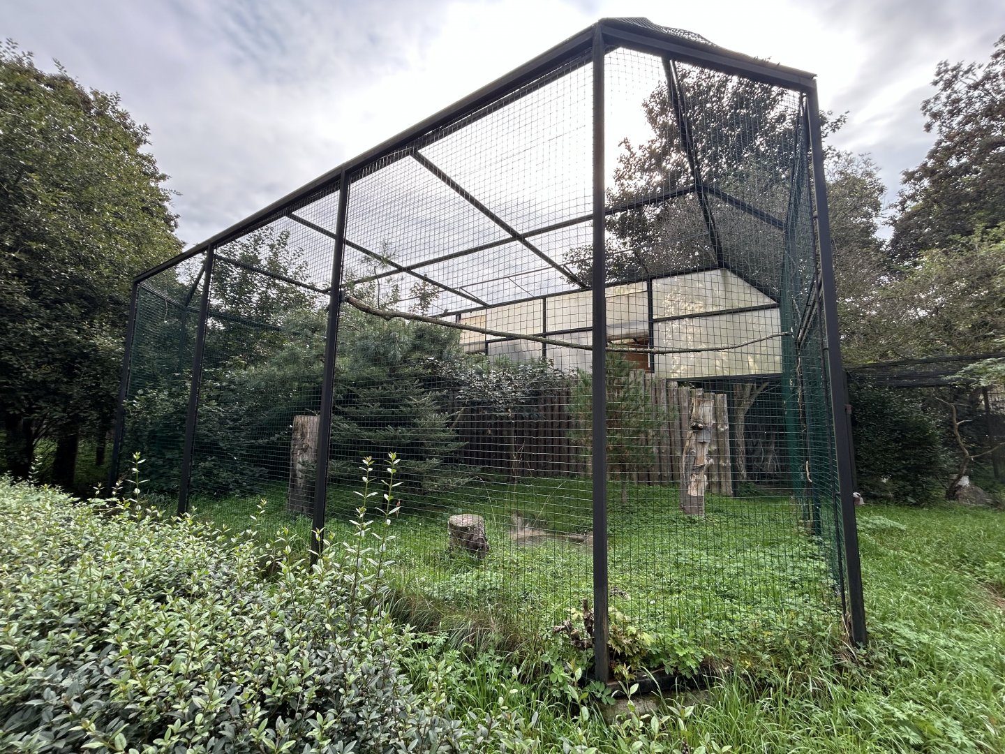 Egyptian Vulture Aviary