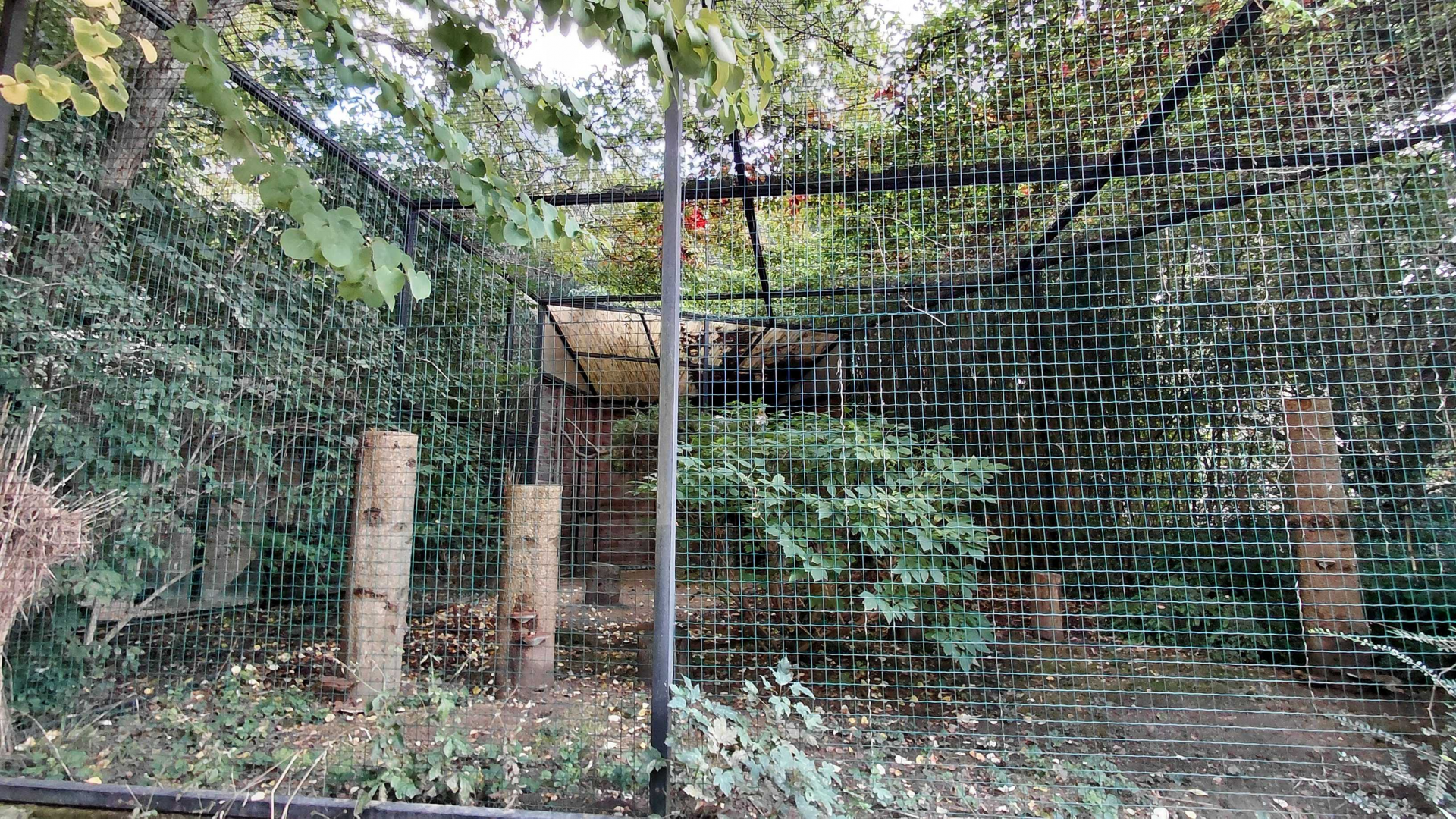 Egyptian vulture aviary
