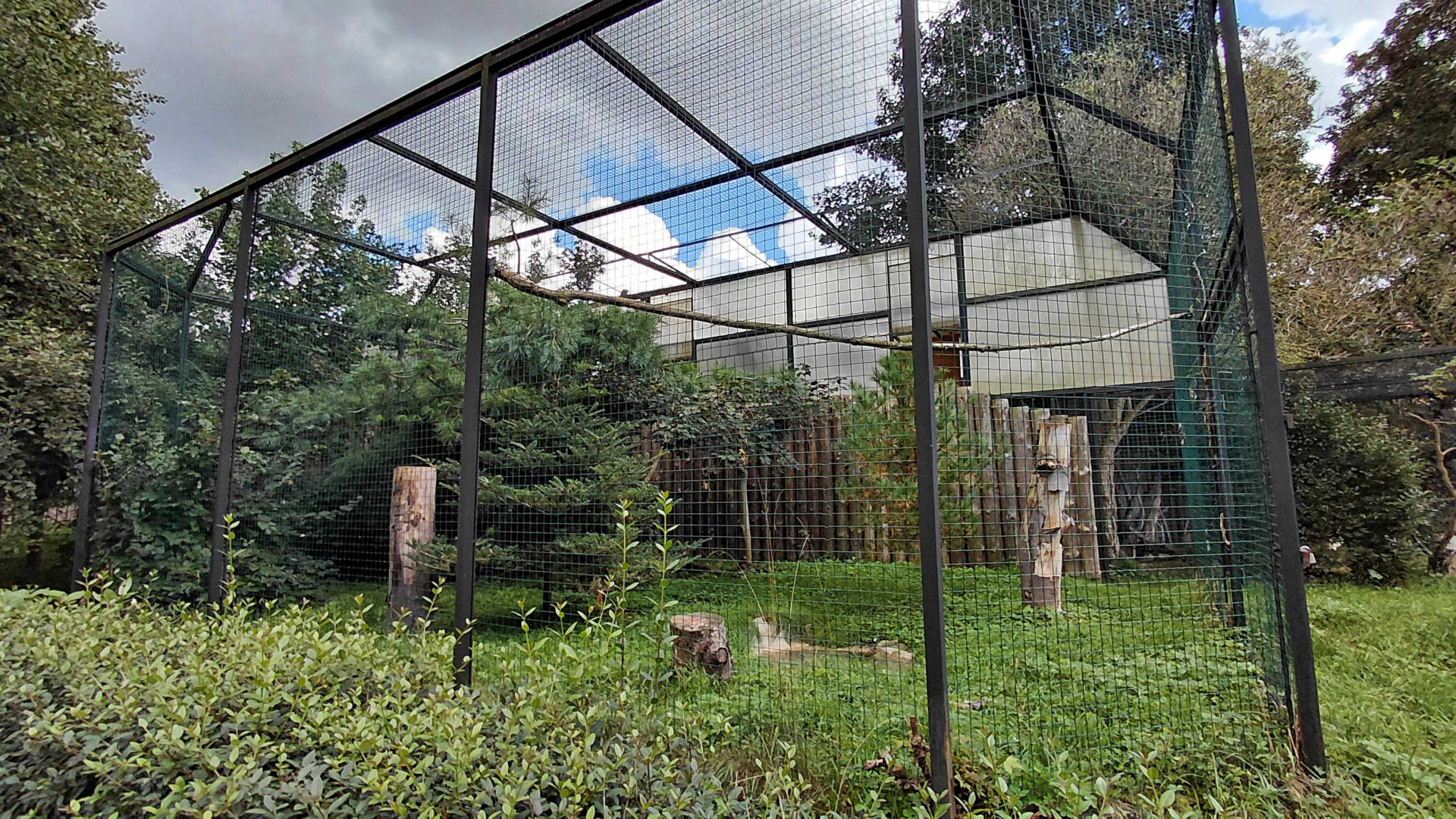 Egyptian vulture aviary