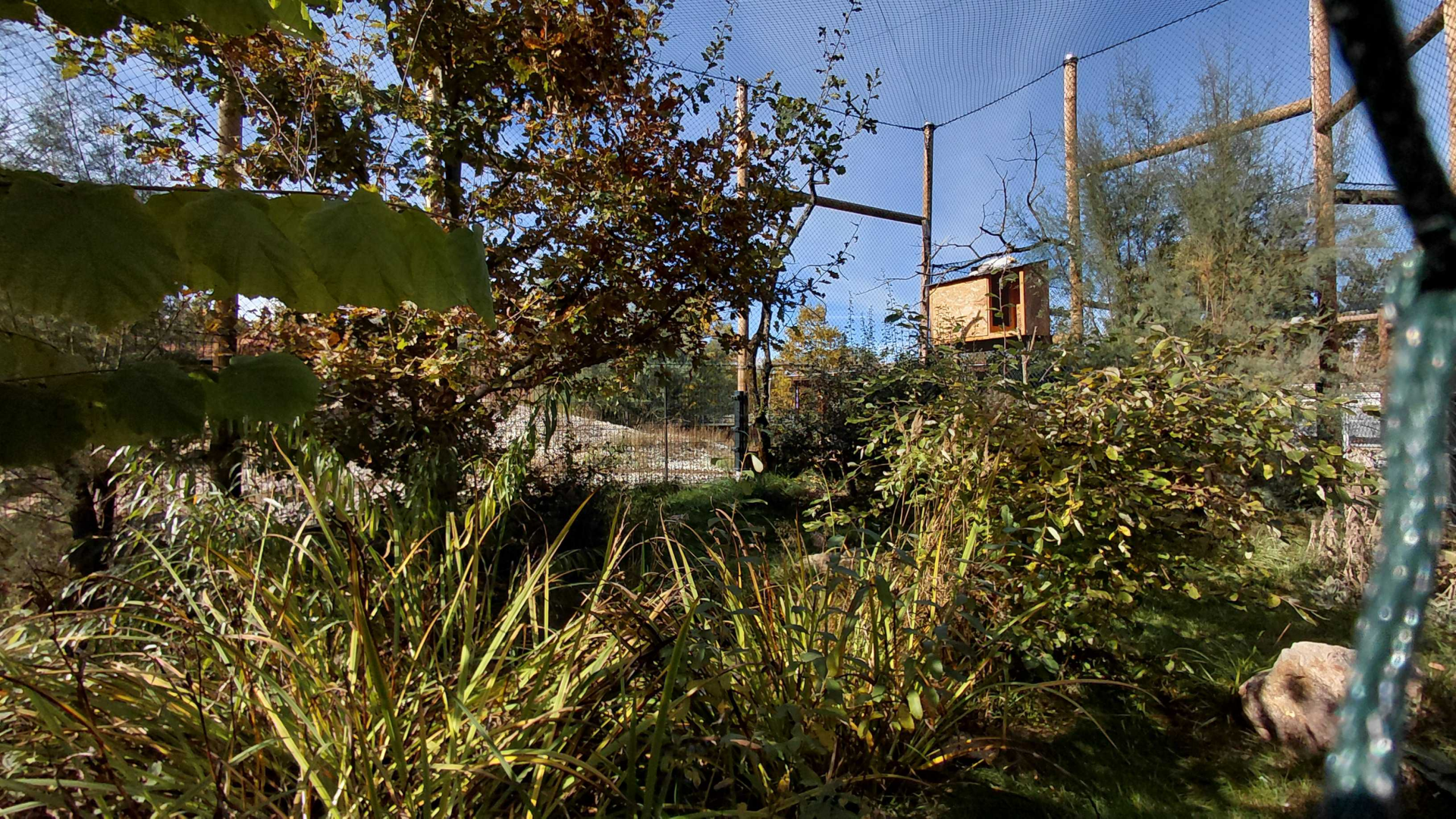 Egyptian vulture aviary