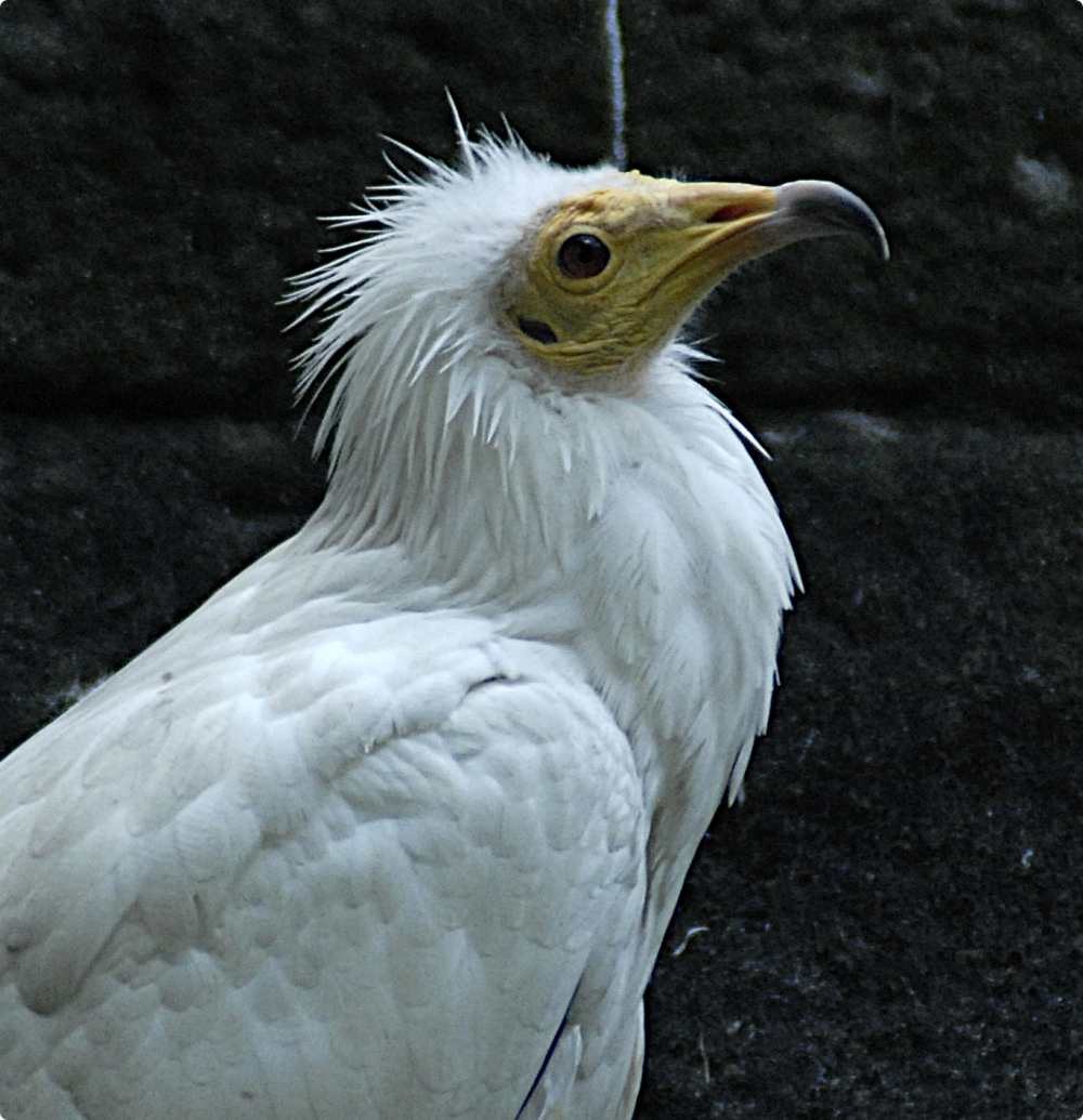 Egyptian Vulture - Berlin Zoo 2022