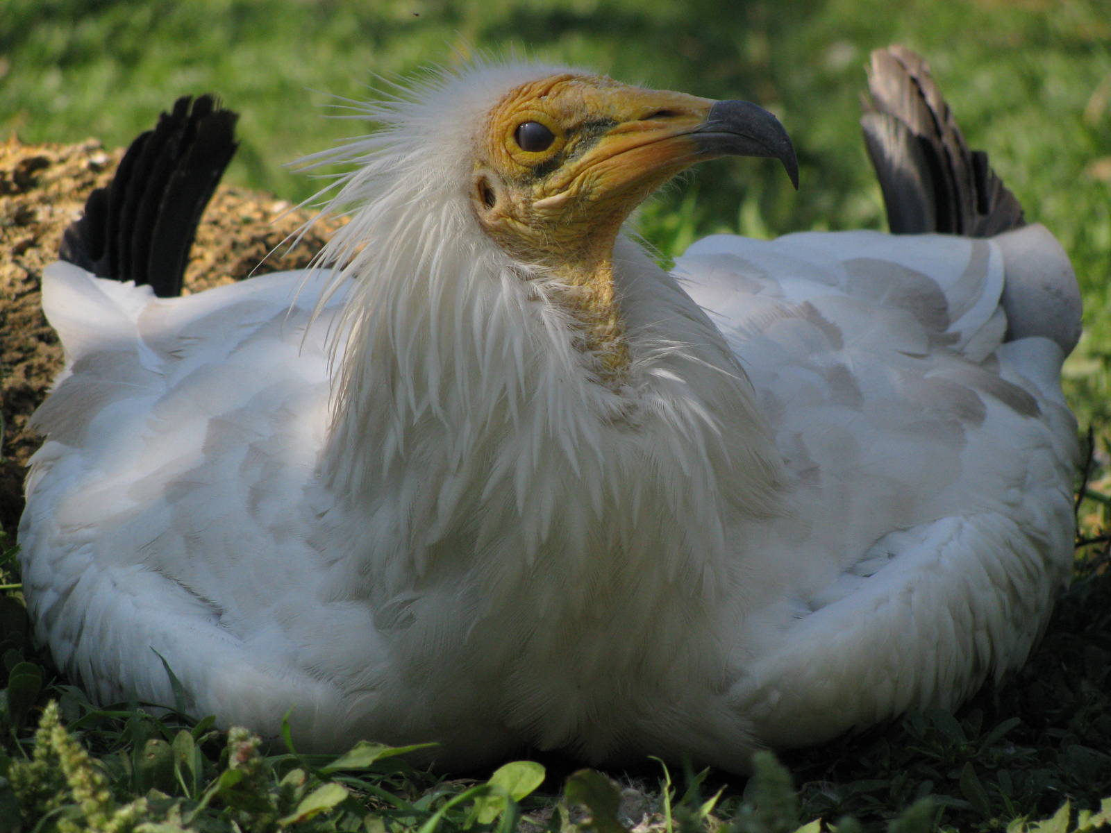 Egyptian vulture - blinking