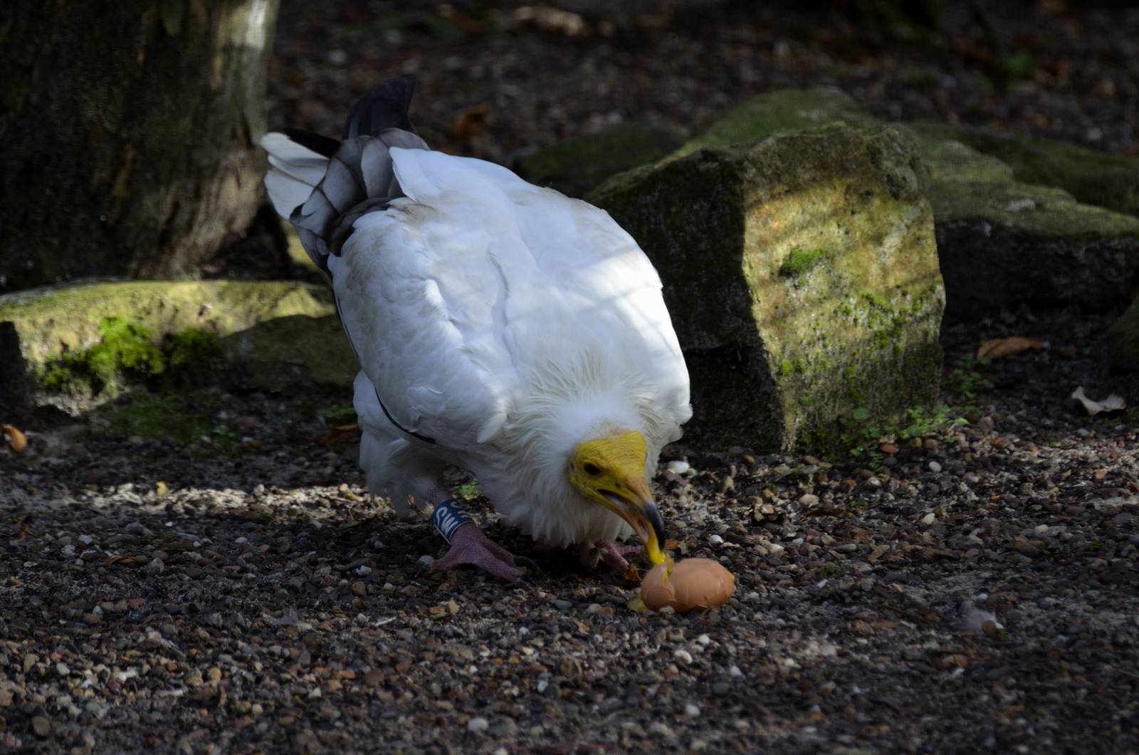 Egyptian Vulture eating an egg
