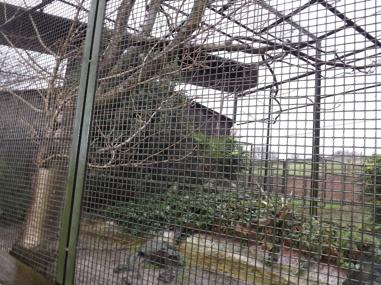Egyptian vulture enclosure at Edinburgh Zoo 28/12/11