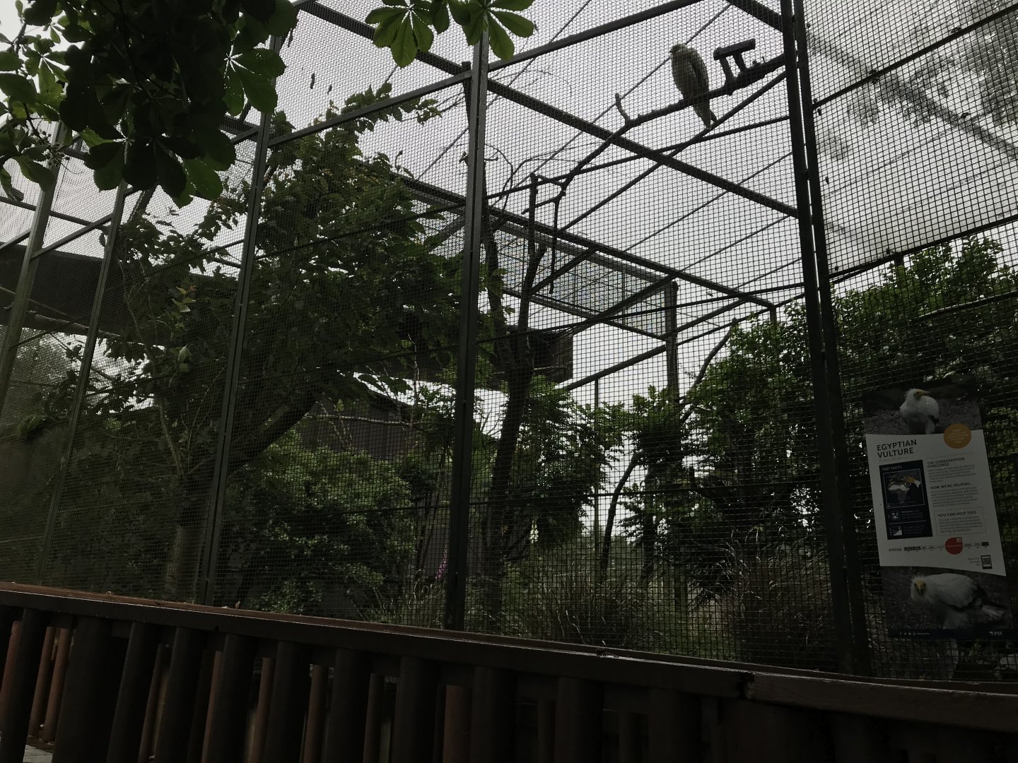 Egyptian vulture enclosure