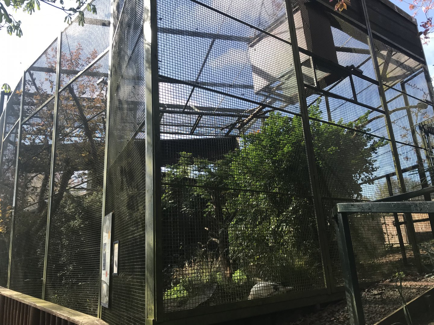Egyptian vulture enclosure