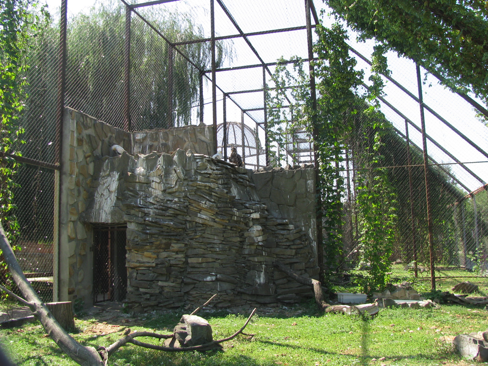 Egyptian vulture exhibit