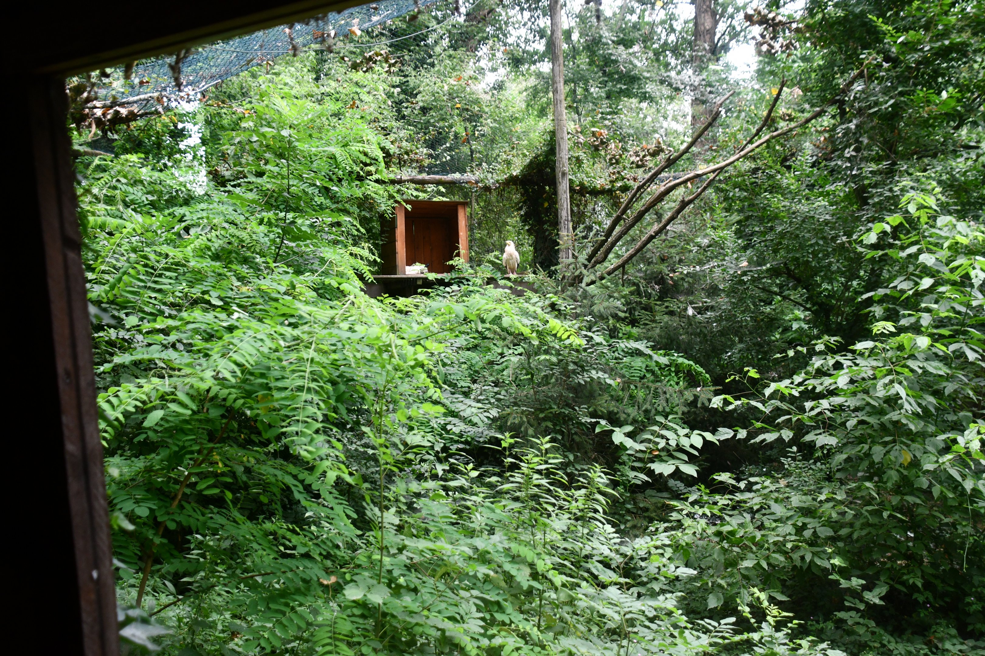 Egyptian Vulture exhibit
