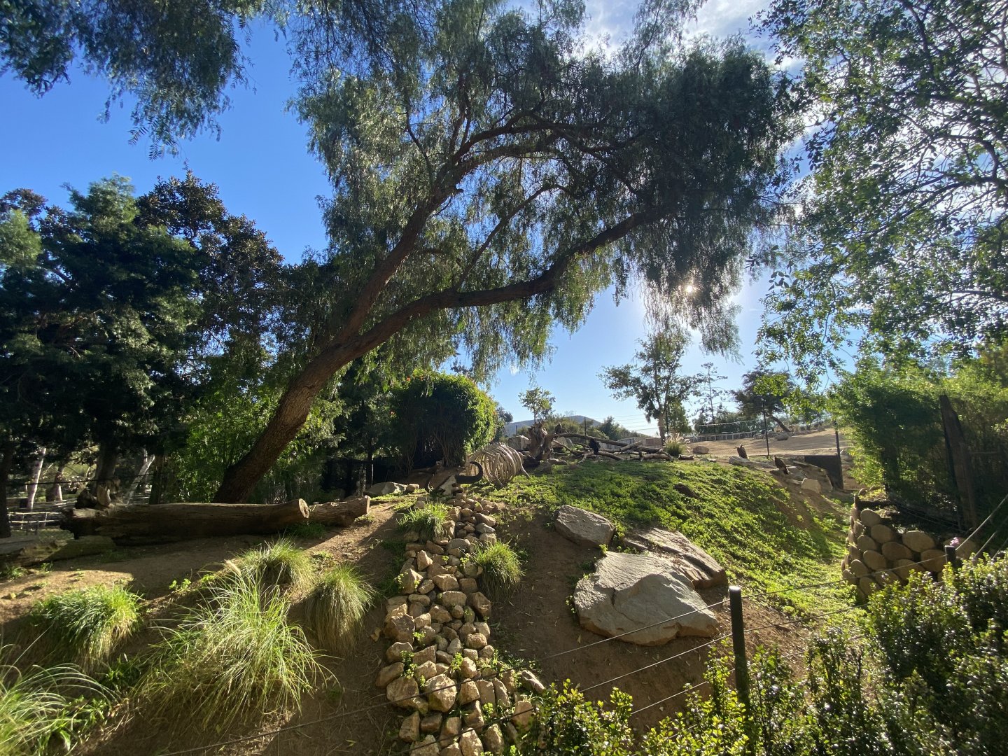 Egyptian Vulture, Hooded Vulture, and Common Shelduck Habitat - African Woods