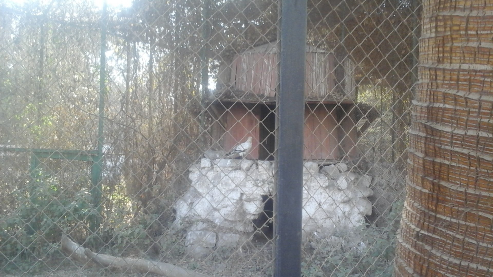 Egyptian vulture in Birds of Prey Aviary in Giza Zoo