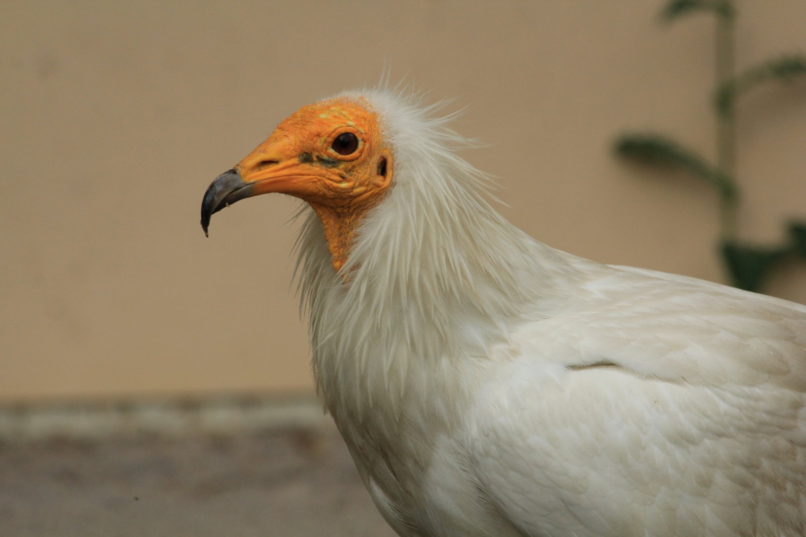 Egyptian vulture (May 2018)