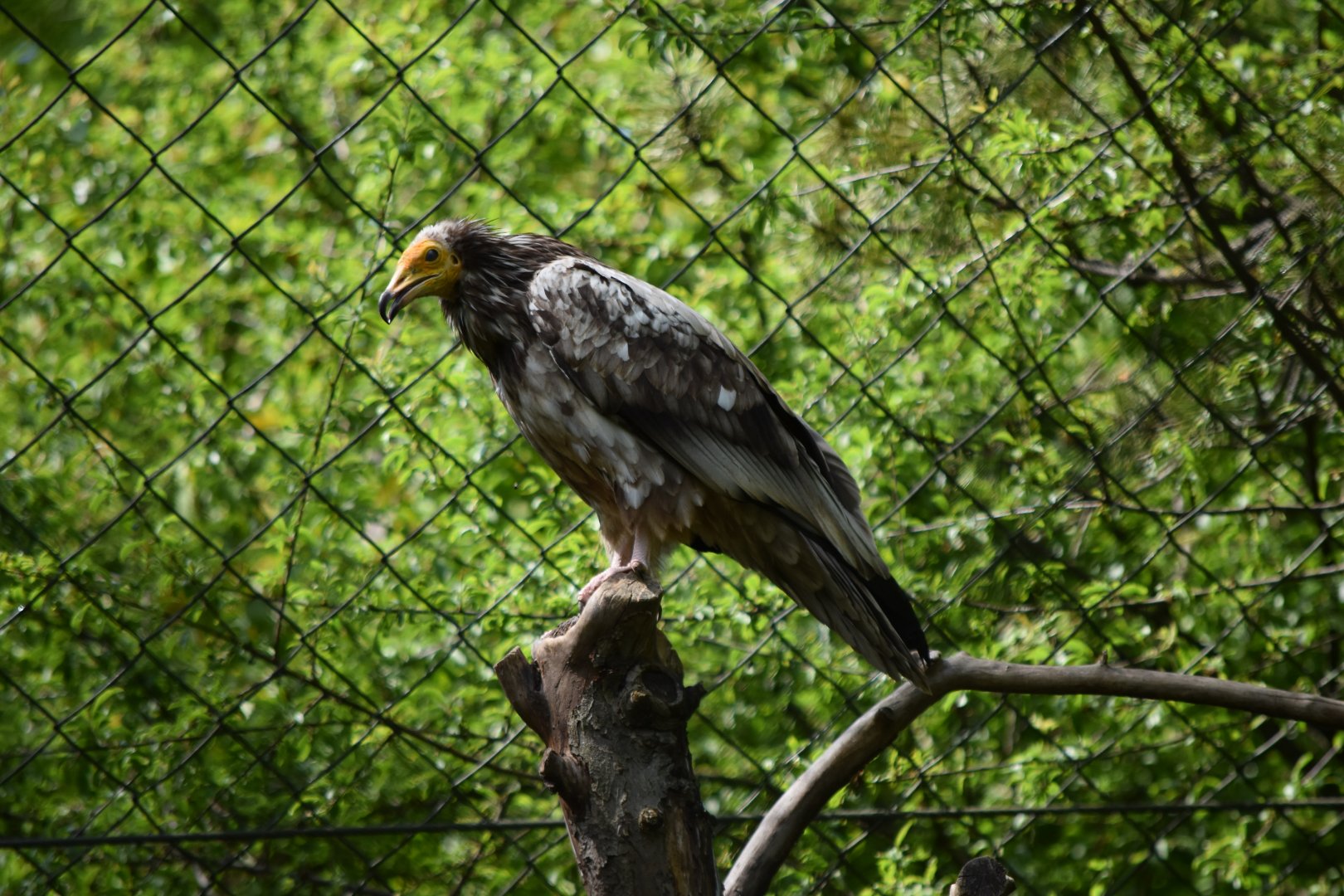 Egyptian vulture May 2019