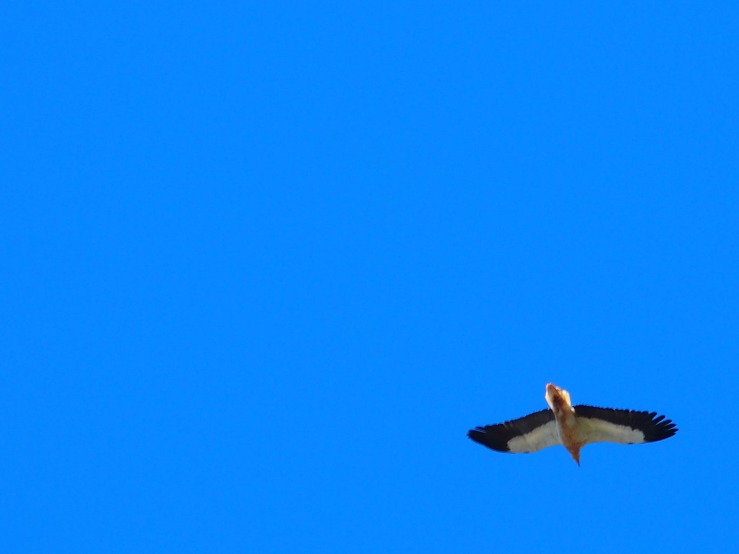 Egyptian Vulture Menorca 16th may 2017