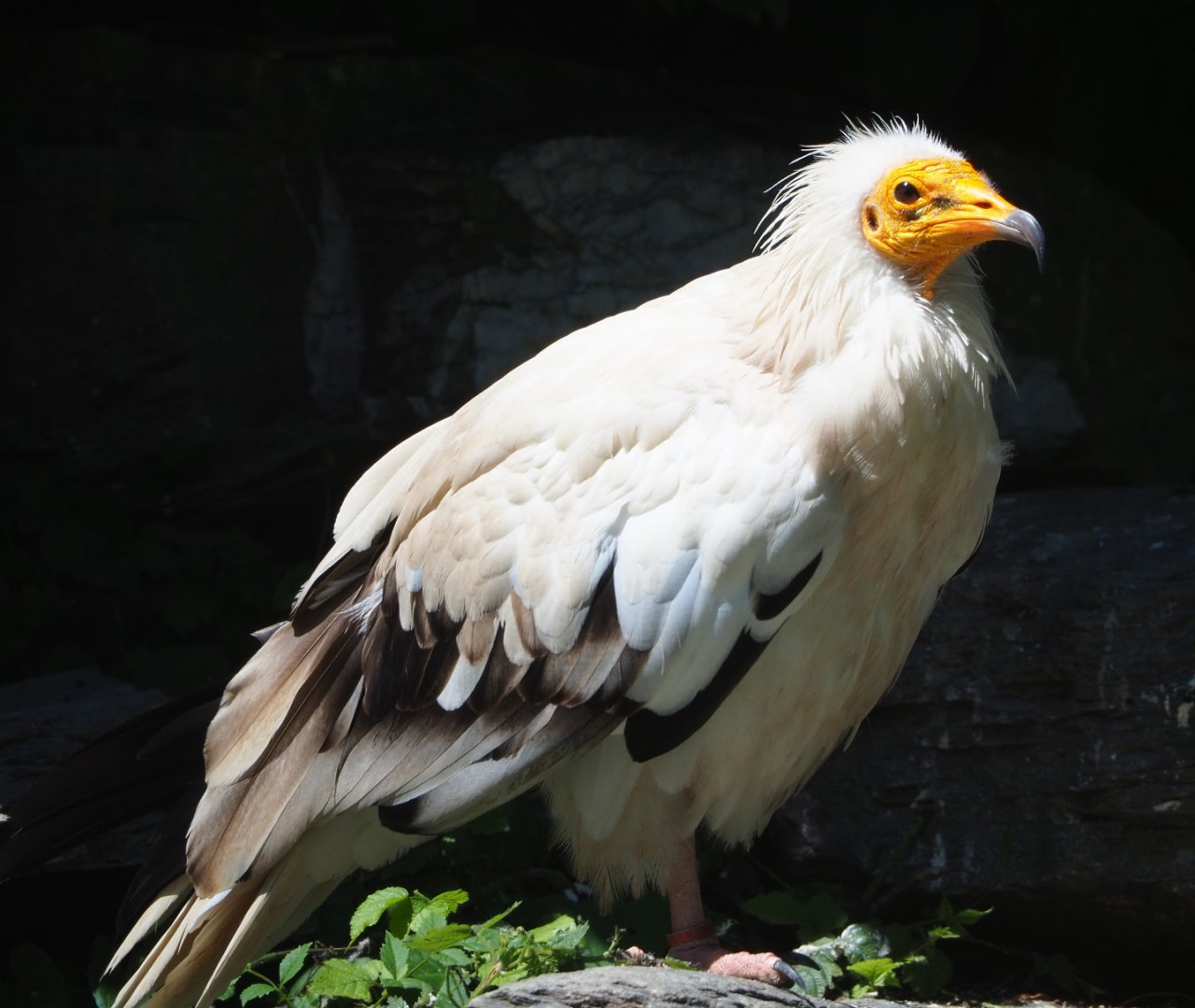 Egyptian vulture (Neophron percnopterus), 2022-06-28