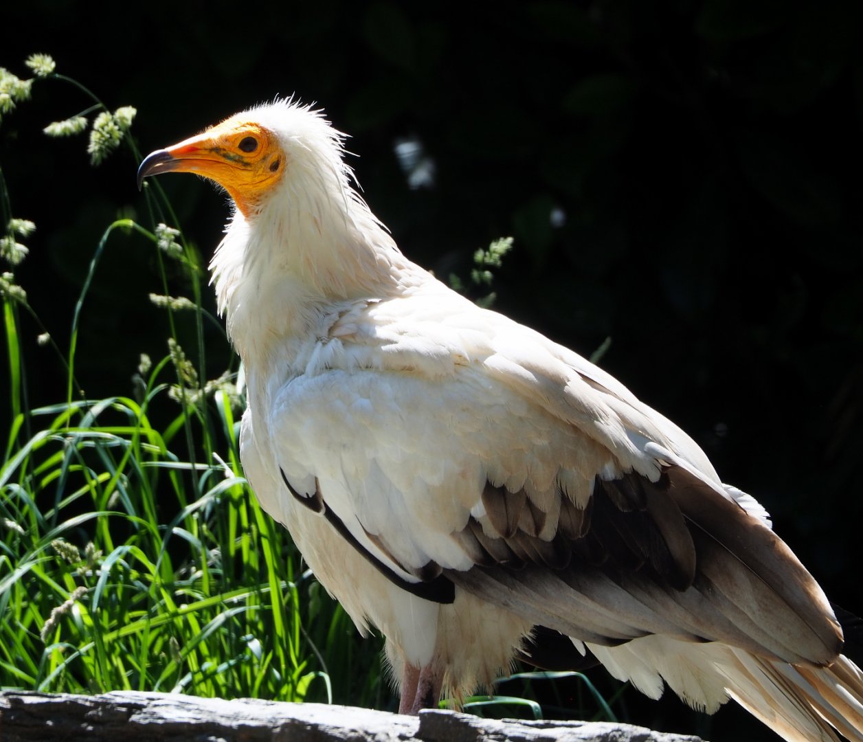 Egyptian vulture (Neophron percnopterus), 2022-06-28