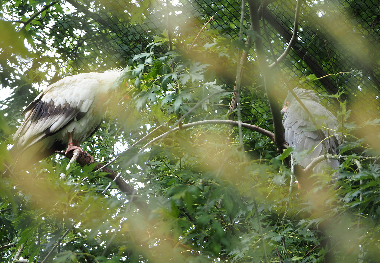 Egyptian vulture (Neophron percnopterus) and African harrier-hawk (Polyboroides typus), 2022-09-15