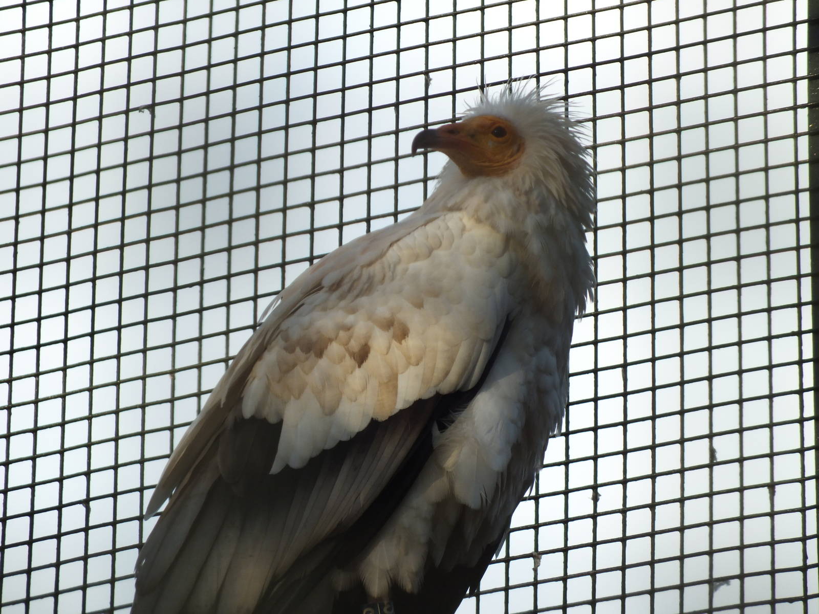 Egyptian Vulture (Neophron percnopterus) at Edinburgh Zoo - 9th January 201