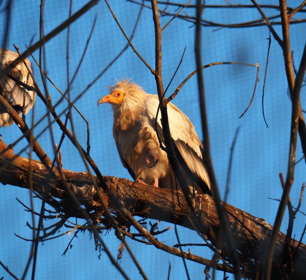 Egyptian vulture (Neophron percnopterus), Jan 20th, 2019