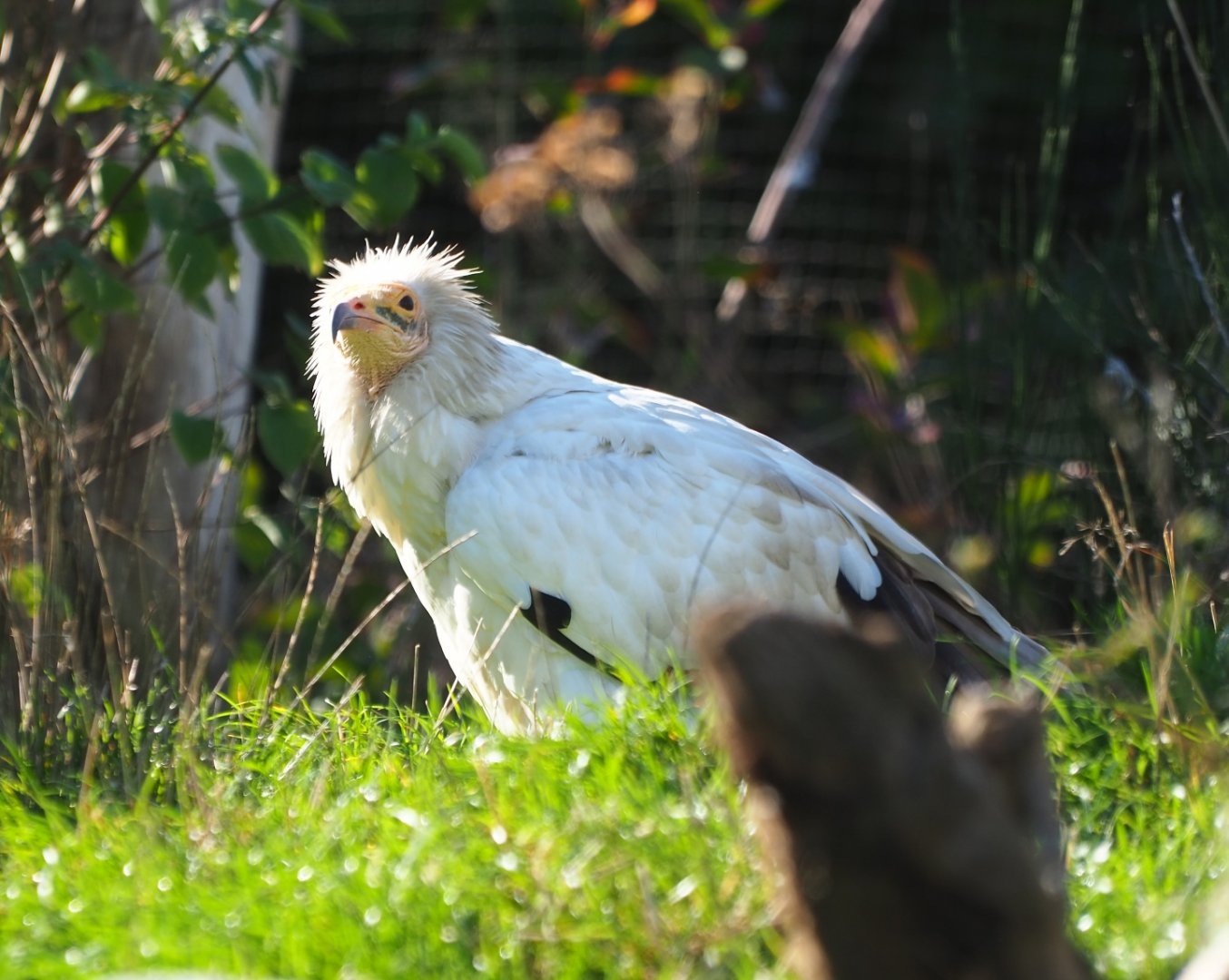 Egyptian vulture (Neophron percnopterus), Oct 13th, 2018