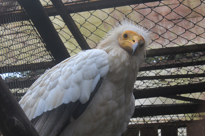 Egyptian vulture (Neophron percnopterus percnopterus)