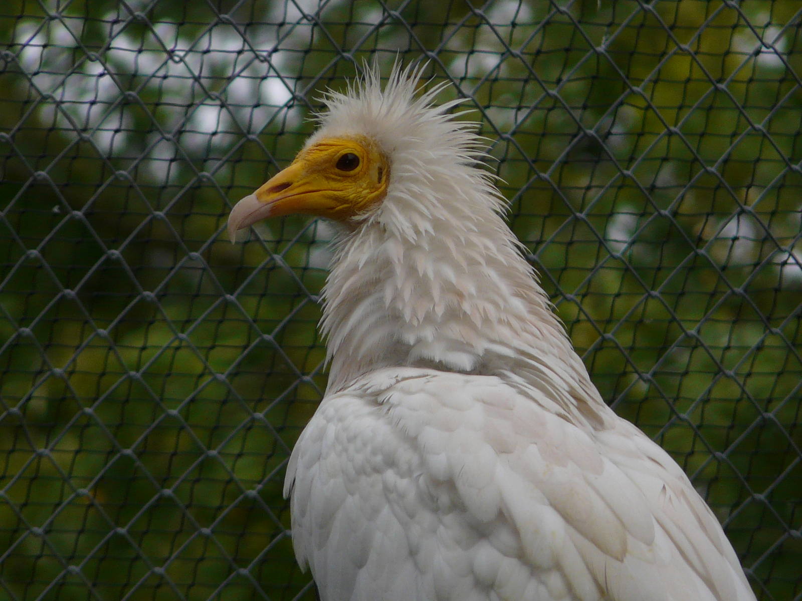 Egyptian vulture/ Neophron percnopterus