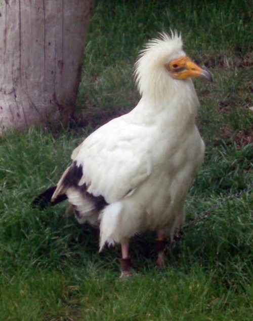 Egyptian Vulture (Neophron percnopterus)