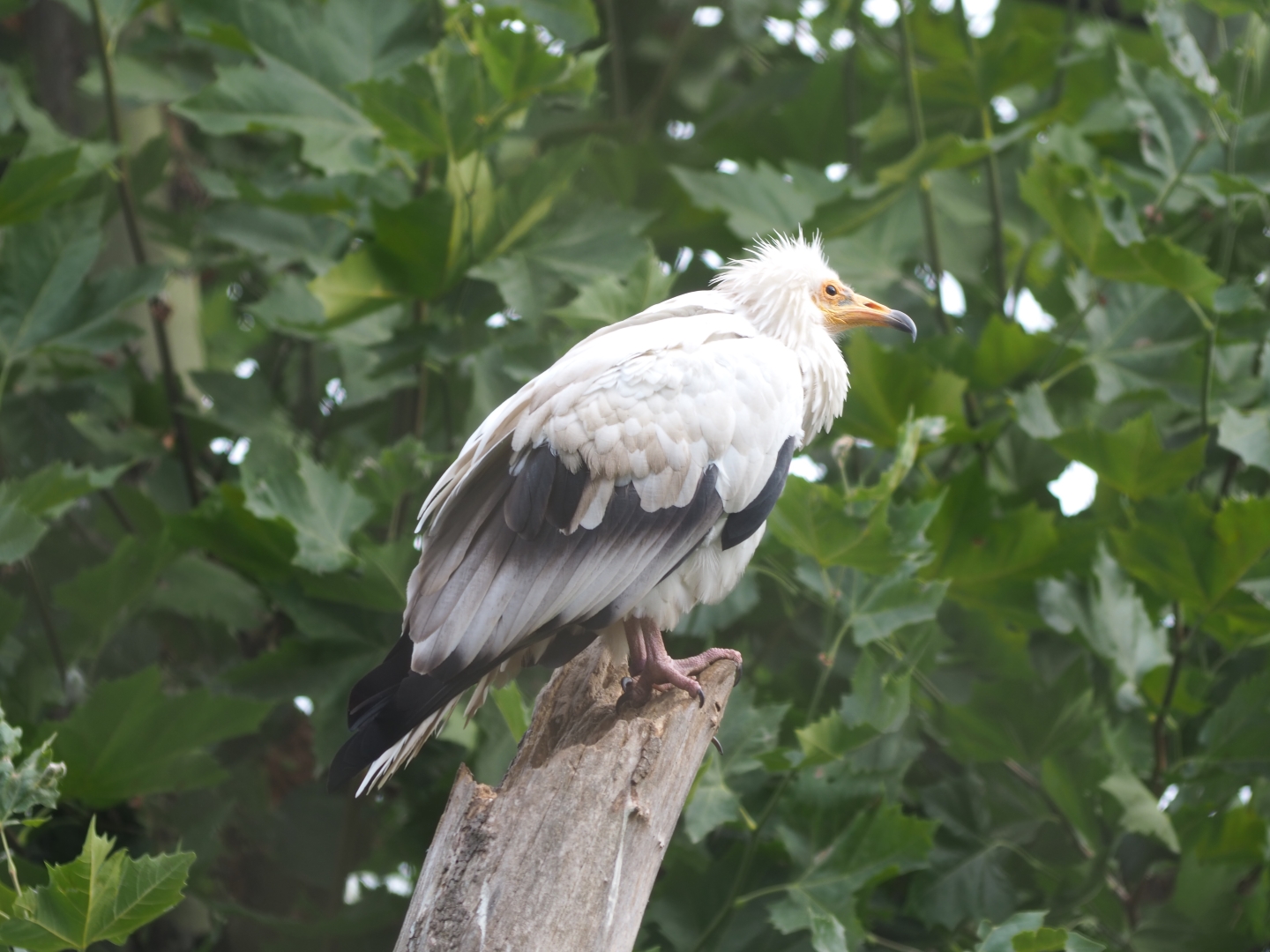 Egyptian vulture (Neophron percnopterus)
