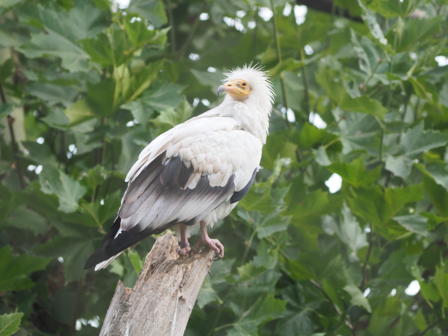 Egyptian vulture (Neophron percnopterus)