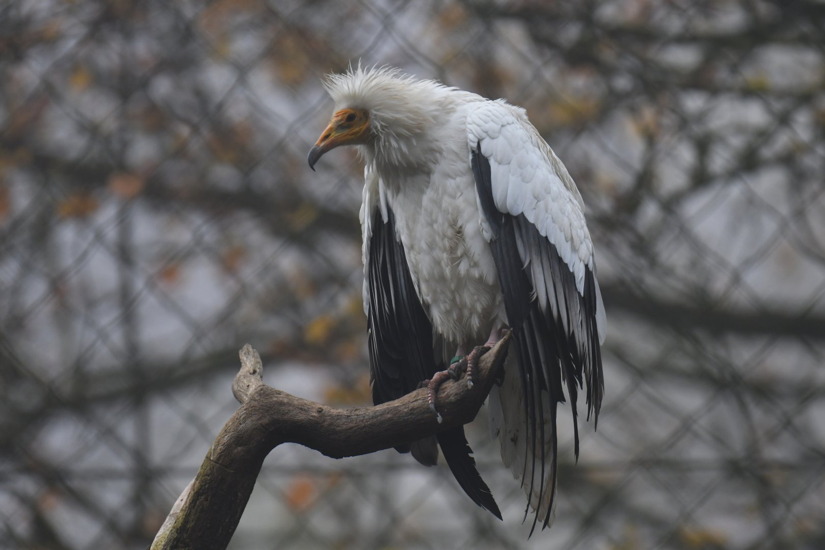 Egyptian vulture (Neophron percnopterus)