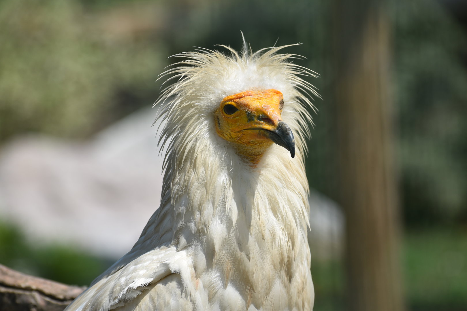 Egyptian Vulture - Neophron percnopterus