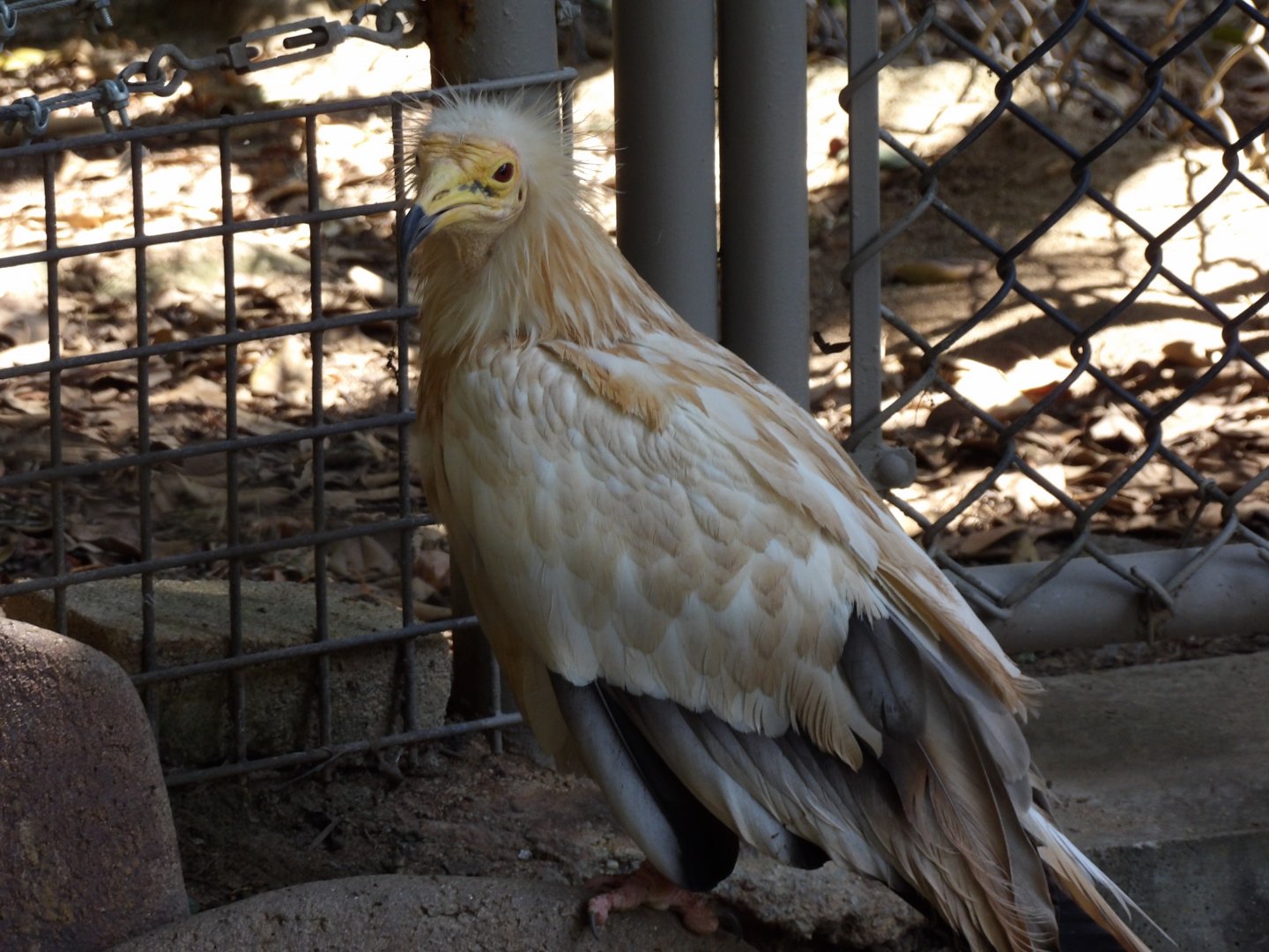 Egyptian Vulture(Neophron percnopterus)