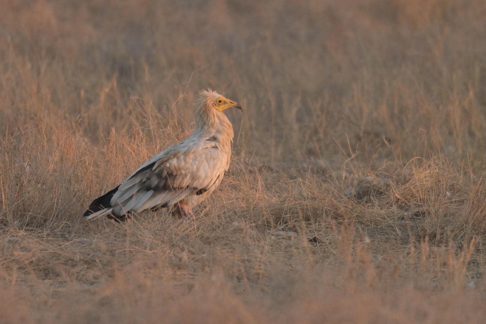 Egyptian vulture Neophron percnopterus