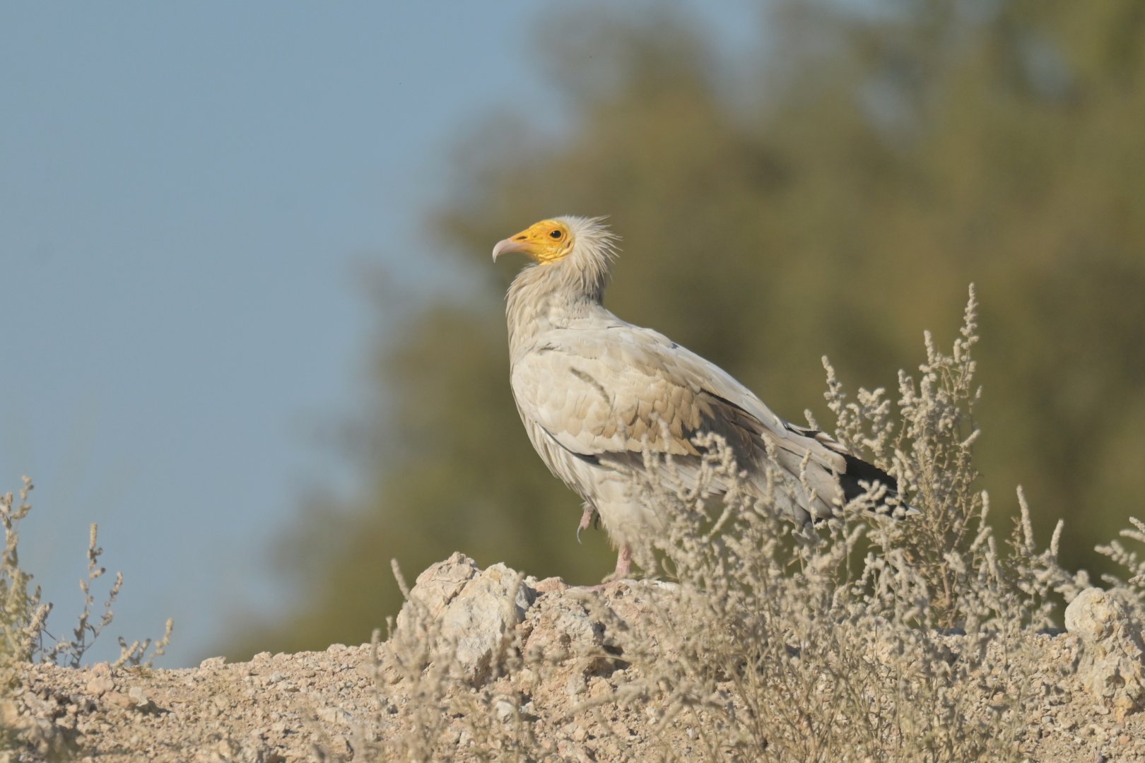Egyptian vulture Neophron percnopterus