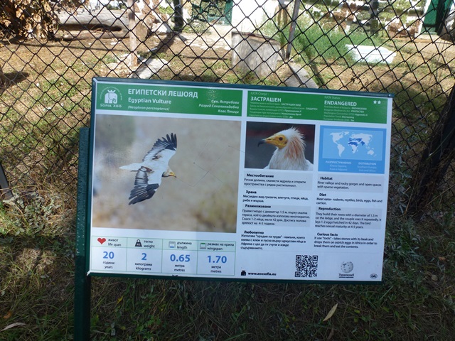 Egyptian Vulture sign 15.9.13