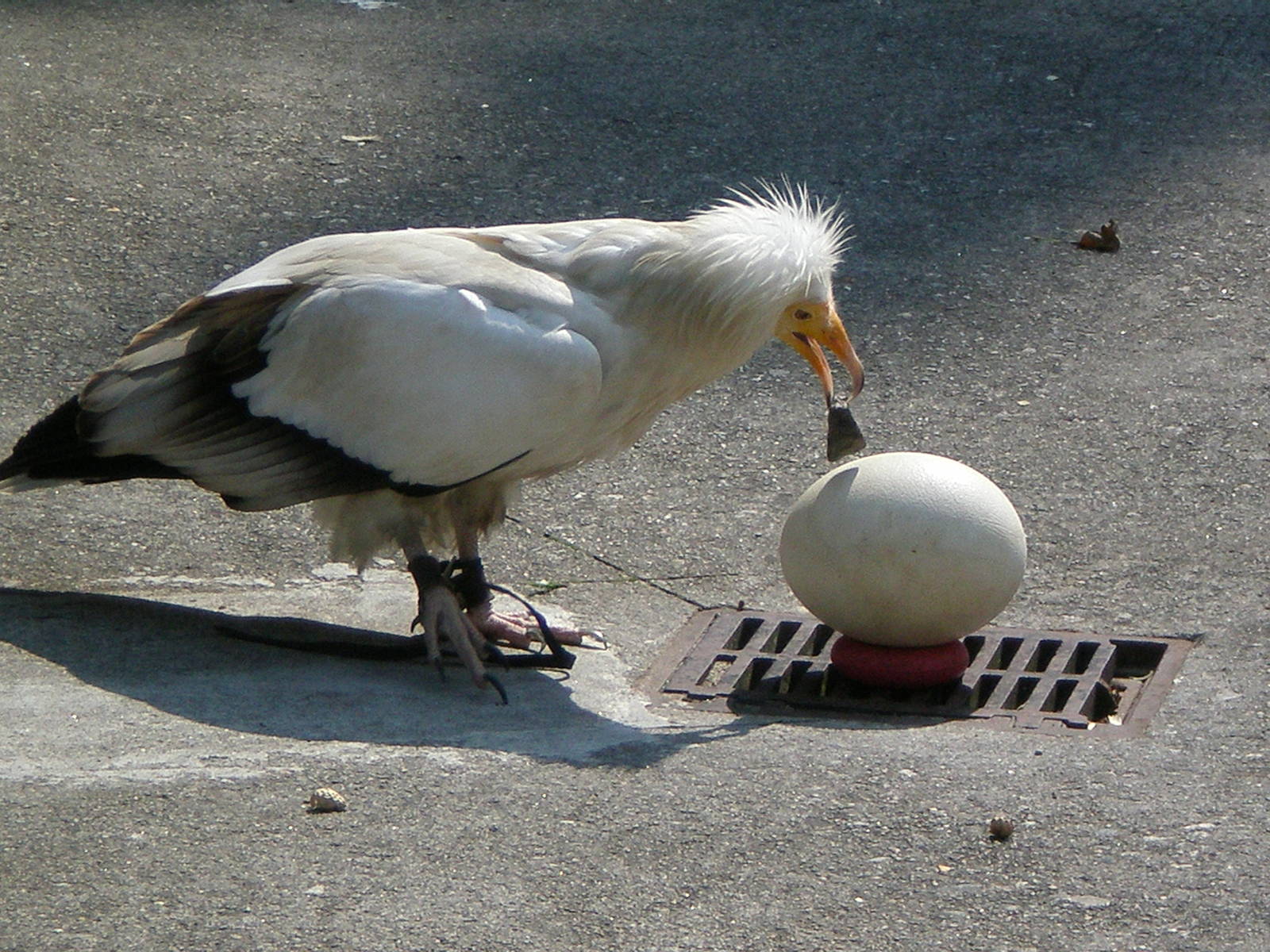 Egyptian Vulture - Stone Zoo JUL07 VII