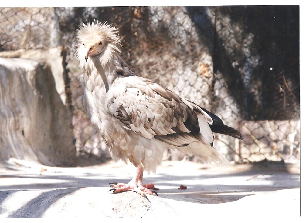 Egyptian vulture(tehran zoo)1992