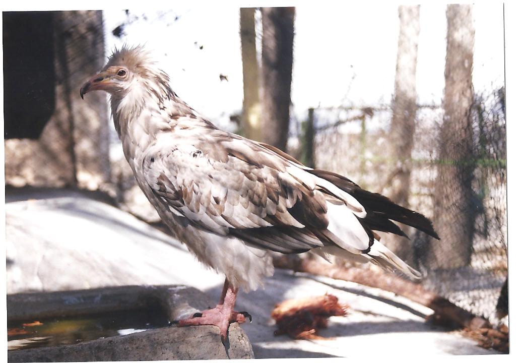 Egyptian vulture(tehran zoo)1992