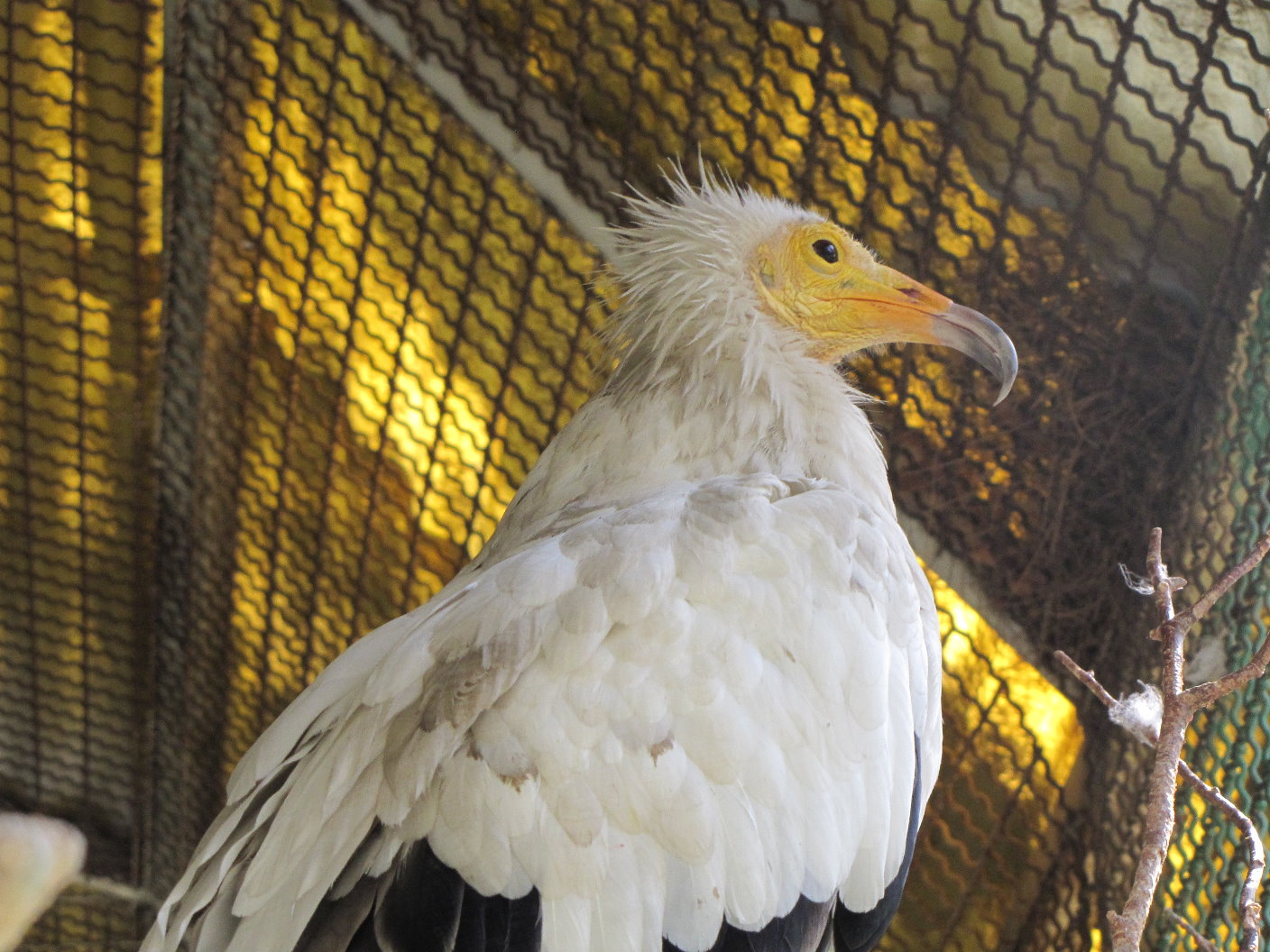 Egyptian vulture(tehran zoo)