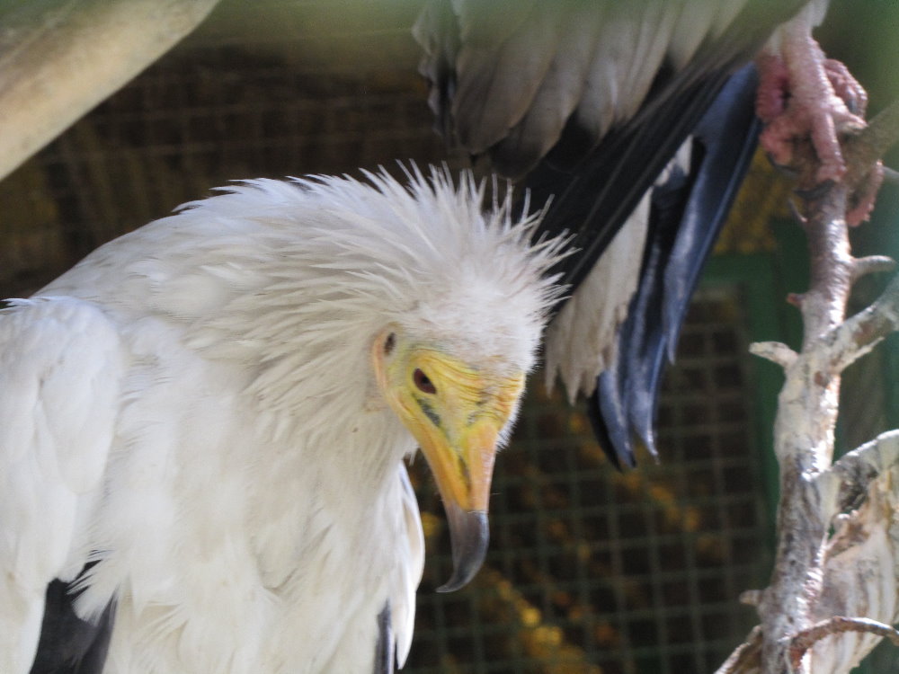 Egyptian vulture(tehran zoo)